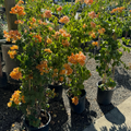 California Gold Bougainvillea