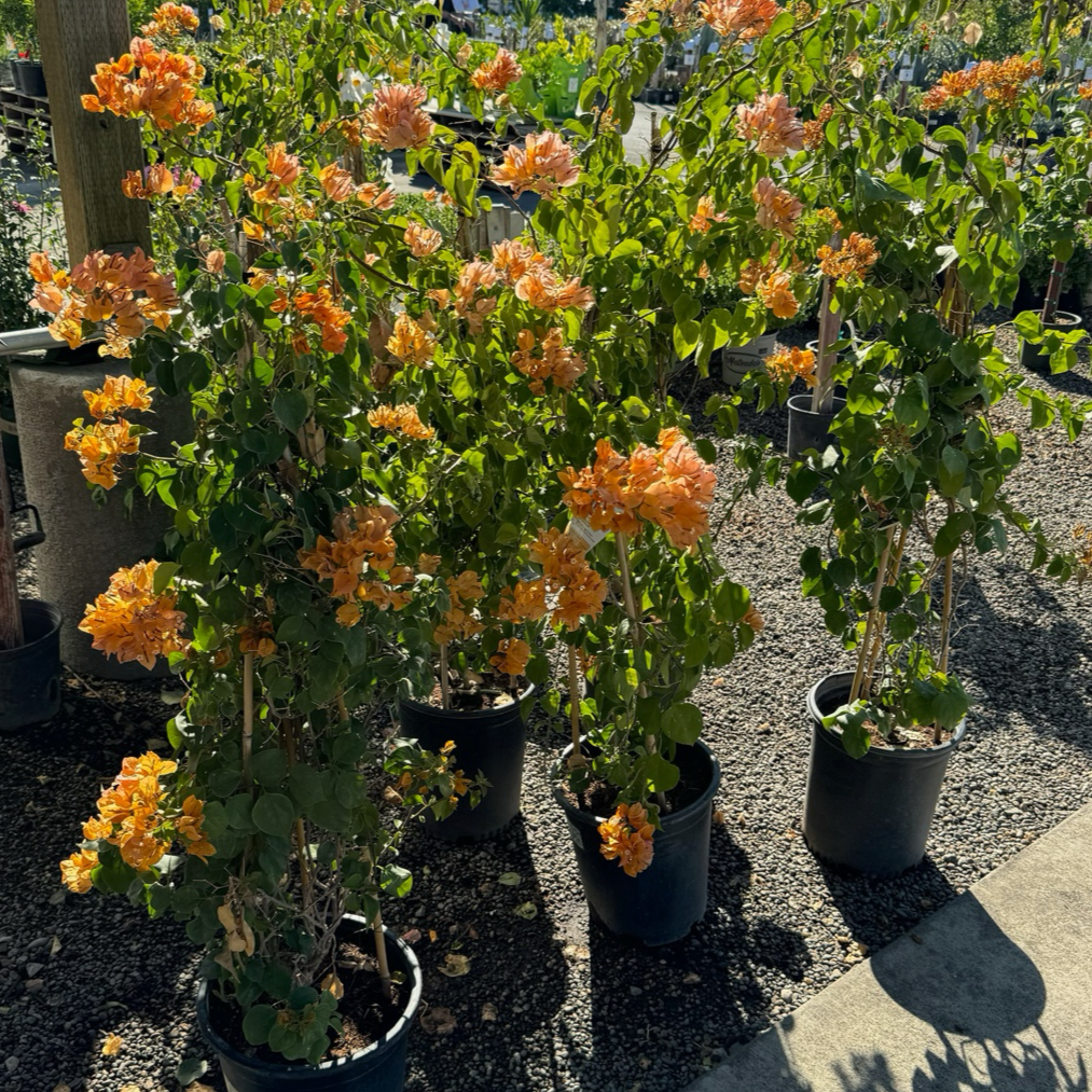 California Gold Bougainvillea