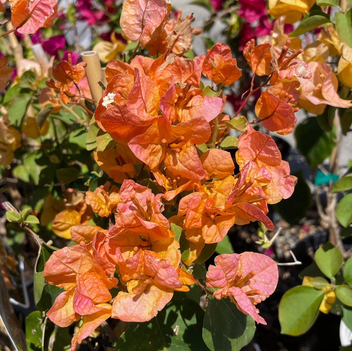 California Gold Bougainvillea