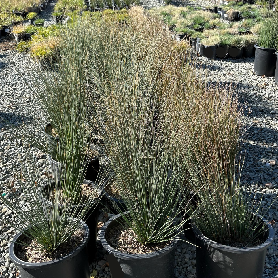 Potted California Gray Rush in a nursery setting with gravel ground.
