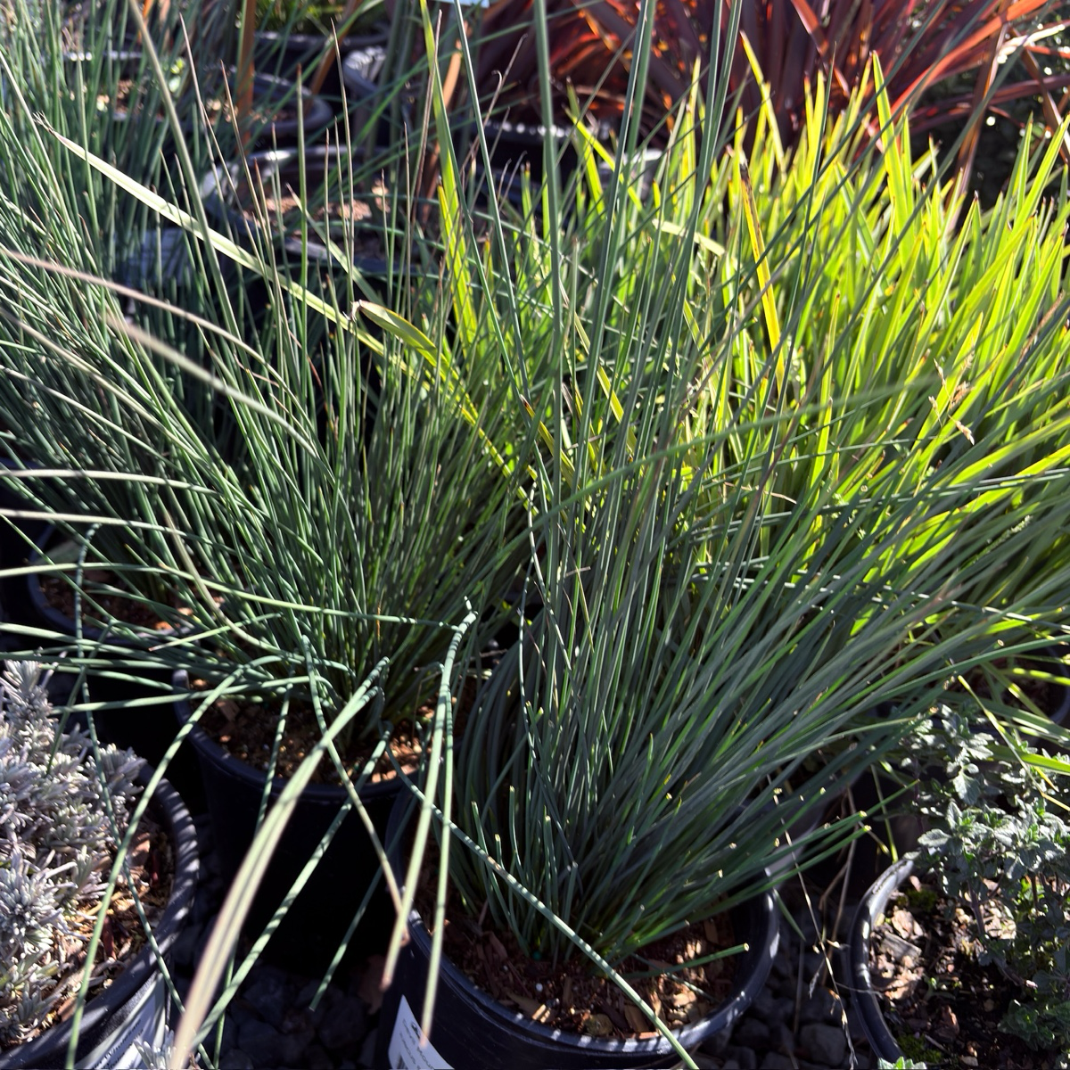 Potted California Gray Rush in a garden setting