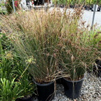 California Gray Rush