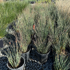 Potted California Gray Rush with thin green stems and small red flowers on a gravel surface.
