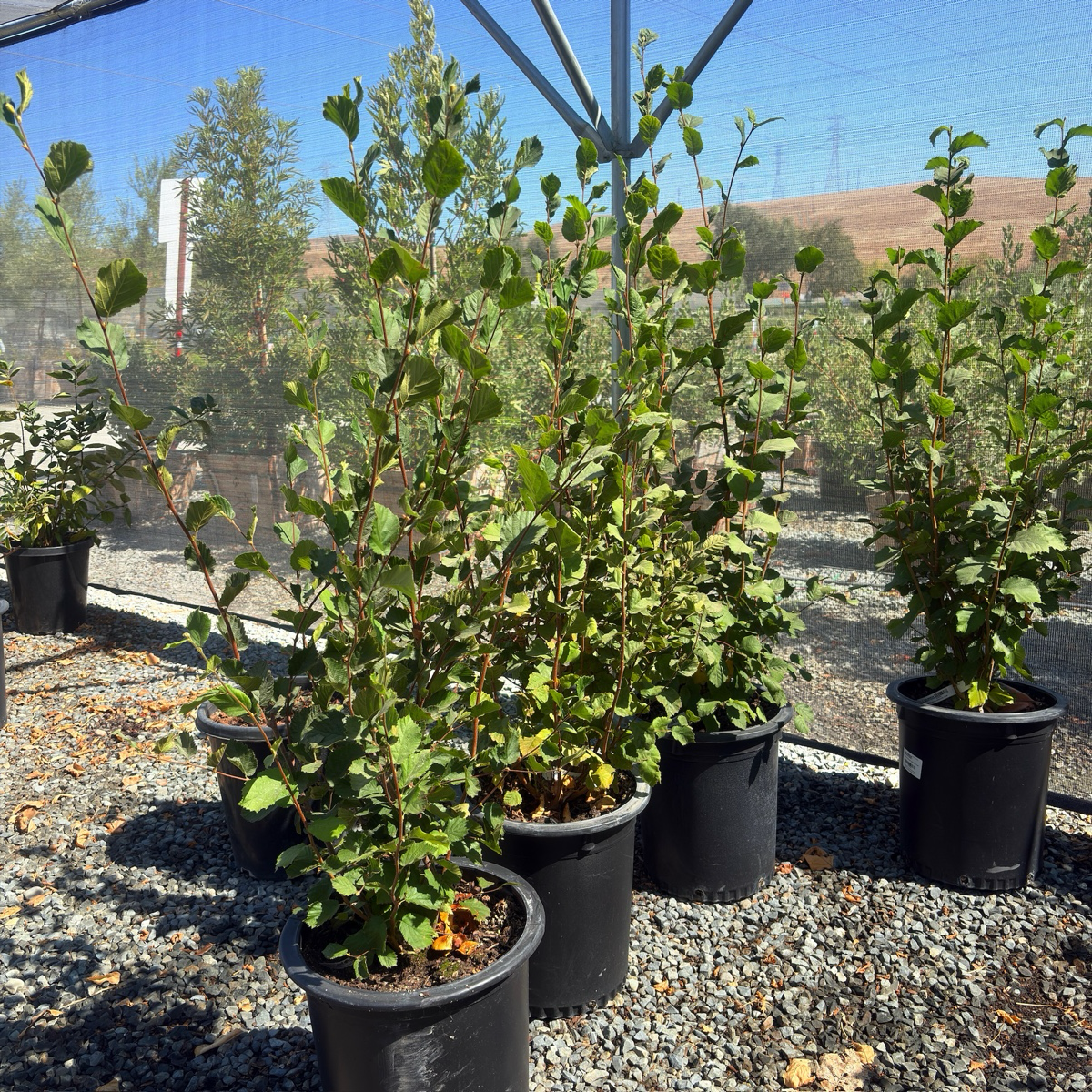 California Hazelnut
