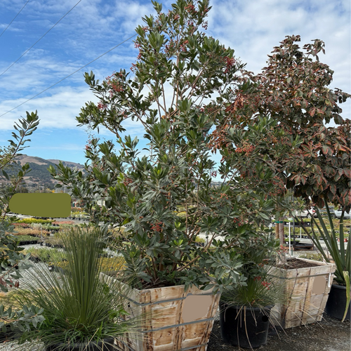 California Holly