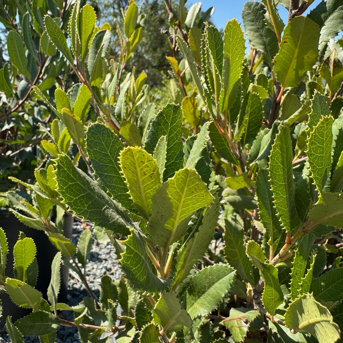 加州冬青 California Holly