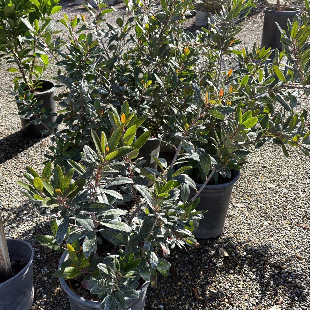 California Holly