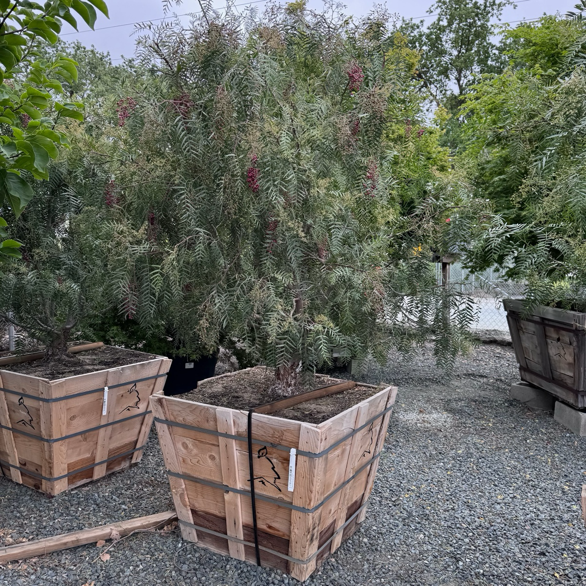 Potted California Pepper Tree in wooden crates on a gravel surface with trees in the background