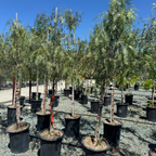 California Pepper Tree