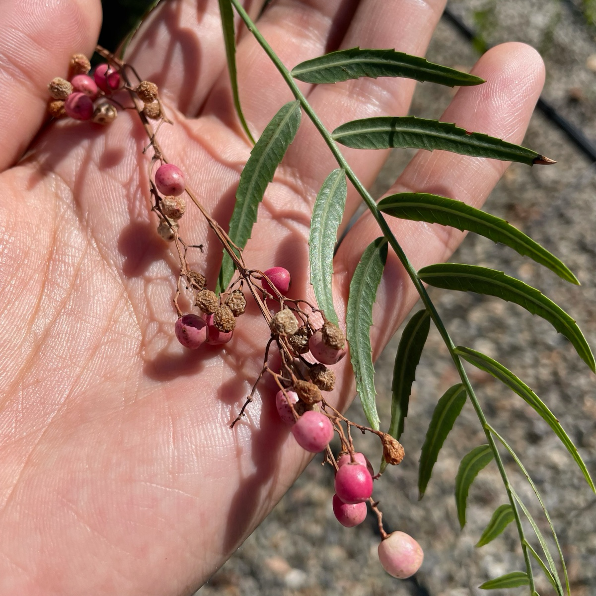 Hand holding a branch of California Pepper Tree with pink berries and green leaves