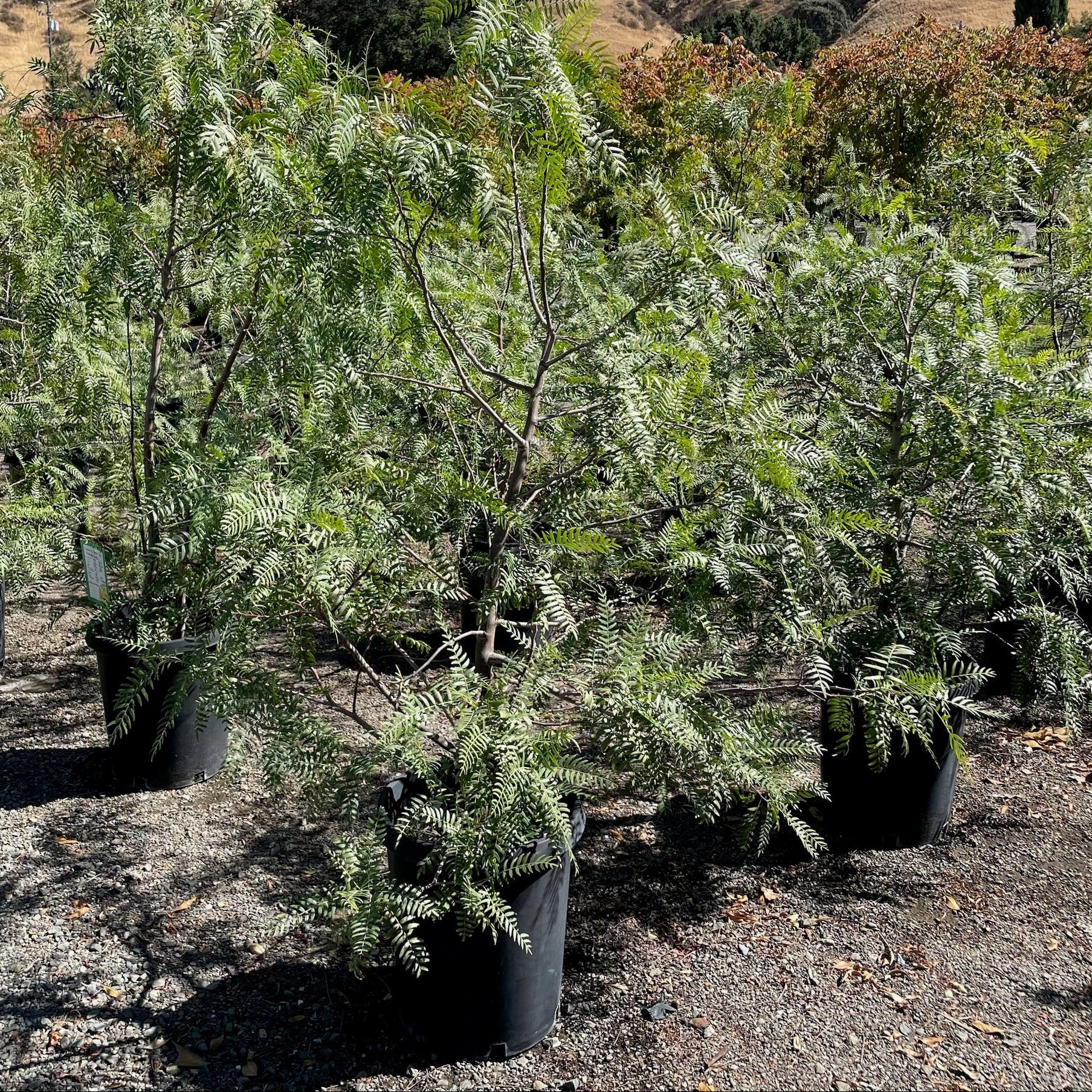Row of California Pepper Tree in pots with a natural landscape in the background