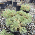 California Sagebrush