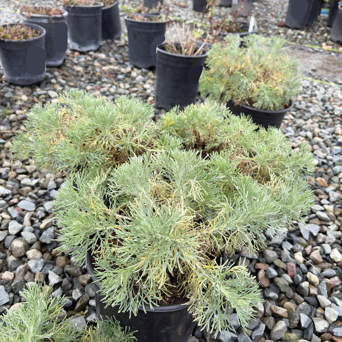 California Sagebrush