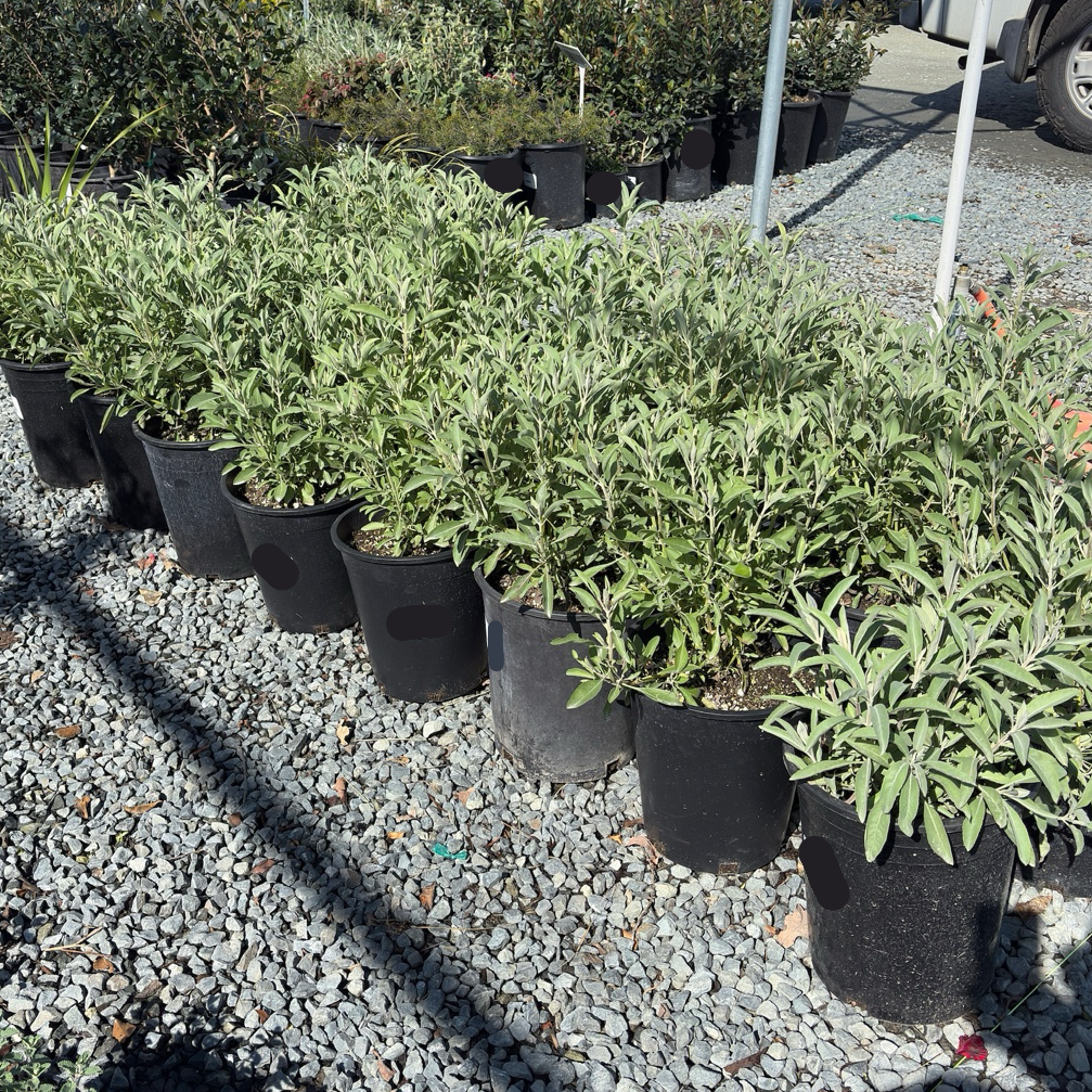 California White Sage