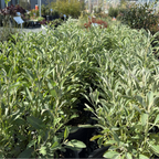California White Sage