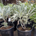 California White Sage