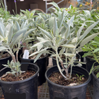 California White Sage