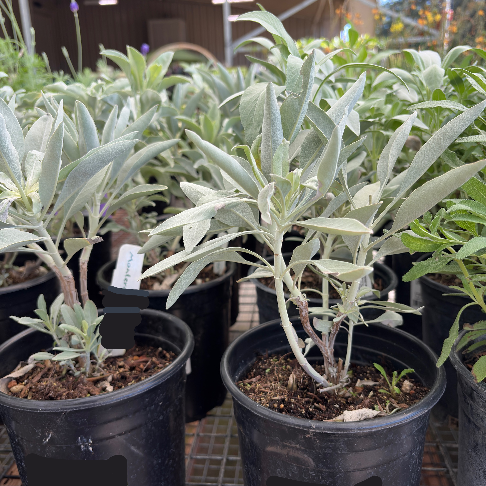 California White Sage