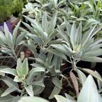 California White Sage
