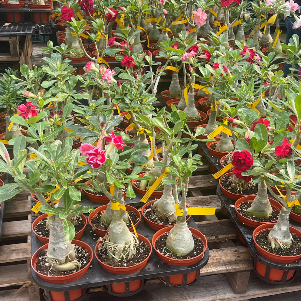 Potted Camellia Desert Rose plants with pink flowers on wooden pallets