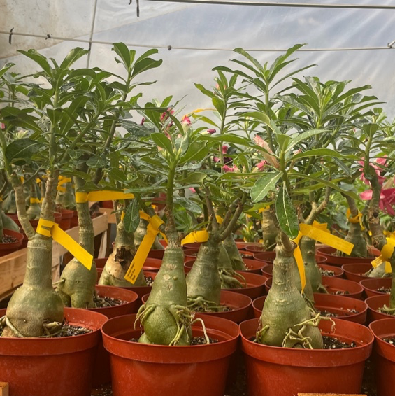 Potted Camellia Desert Rose plants with yellow ribbons in a greenhouse setting