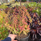 Campfire Crassula