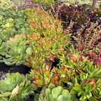 Campfire Crassula