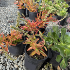 Campfire Crassula