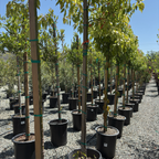Row of potted Camphora officinarum trees with stakes in a nursery setting
