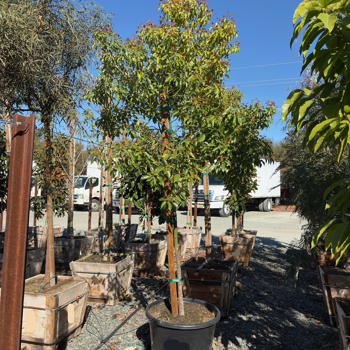 Camphor Tree
