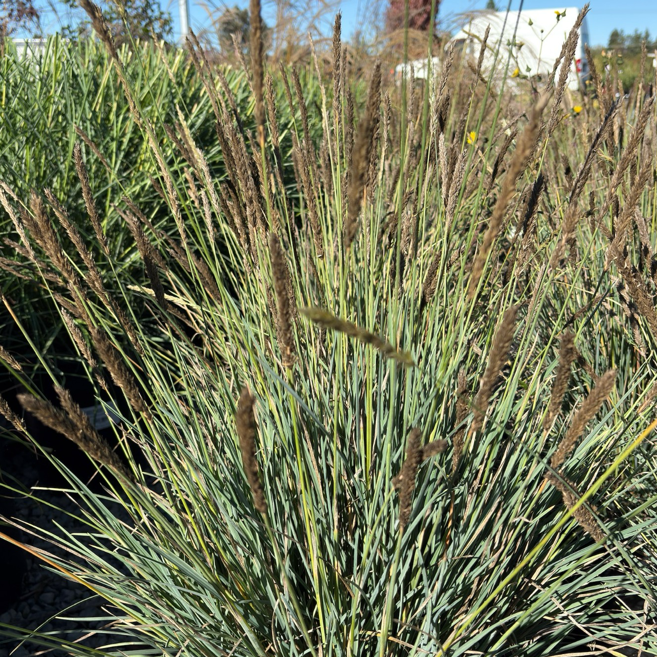 Campo Azul Autumn Moor Grass