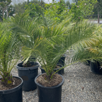 Canary Island Date Palm