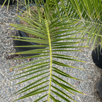 Canary Island Date Palm
