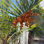 Canary Island Palm tree with orange fruits against a blurred natural background
