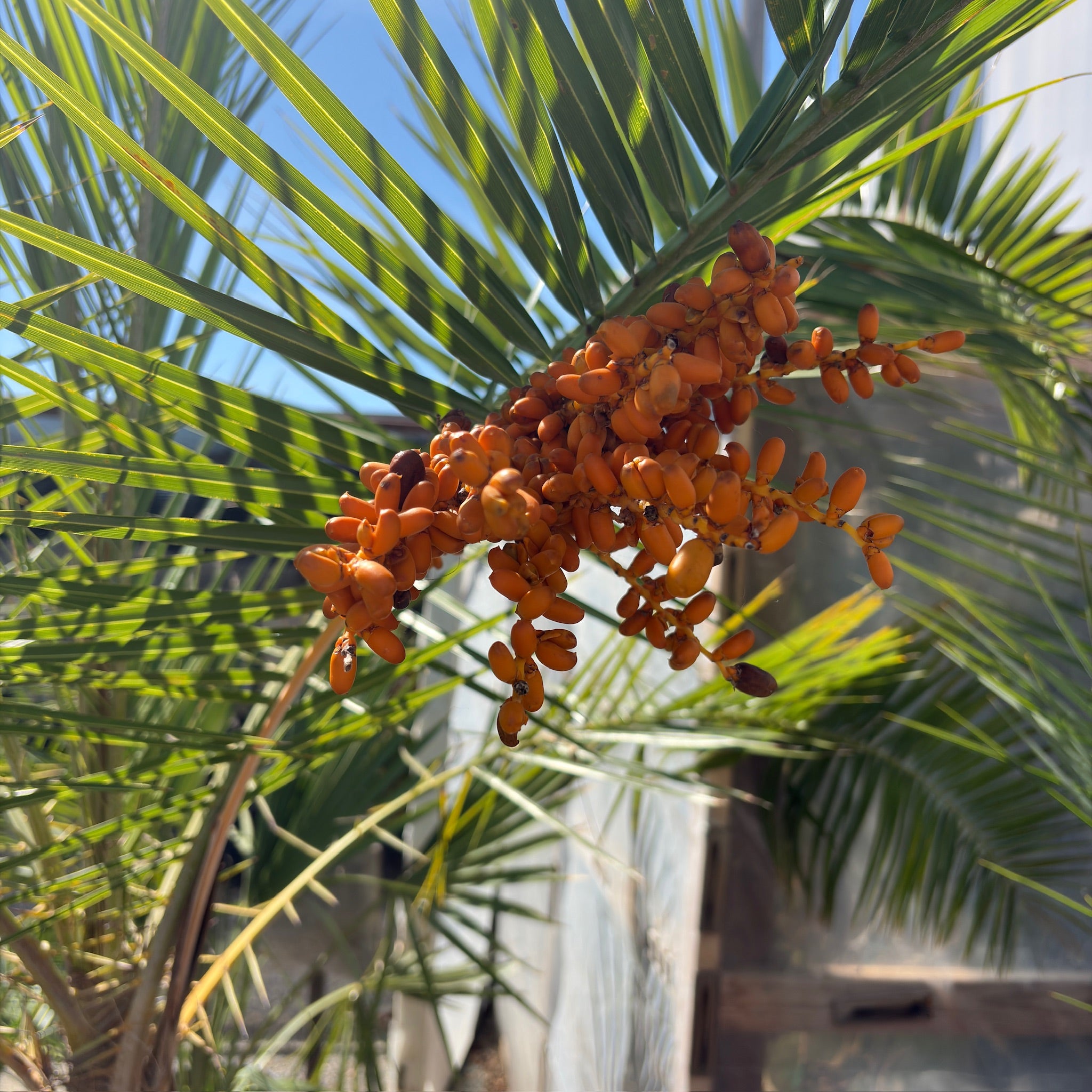 Canary Island Palm tree with orange fruits against a blurred natural background