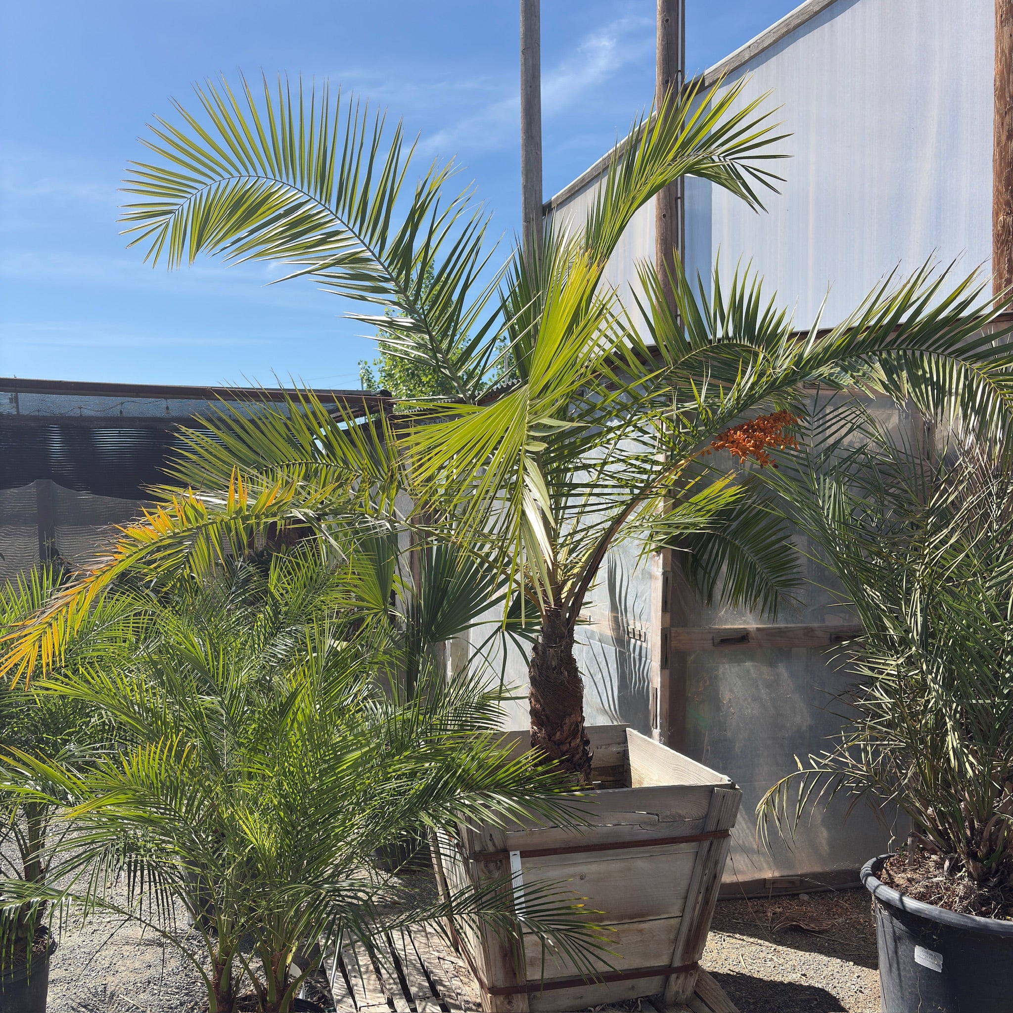 Potted Canary Island Palm tree in a 24 inch wood box