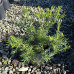 Canberra Gem Grevillea