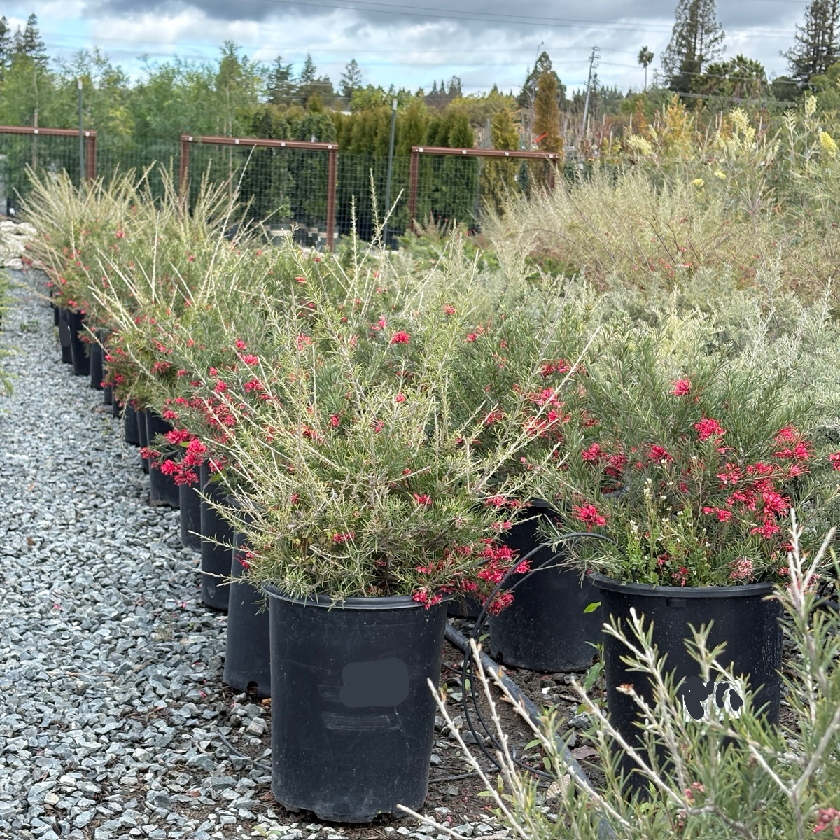 Canberra Gem Grevillea