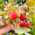 Canby Red Raspberry