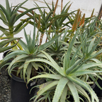 Candelabra Aloe