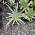 Candelabra Aloe