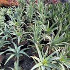 Candelabra Aloe