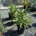 Candelabra Aloe
