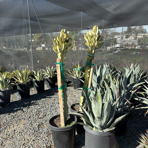 Candelabra Spurge