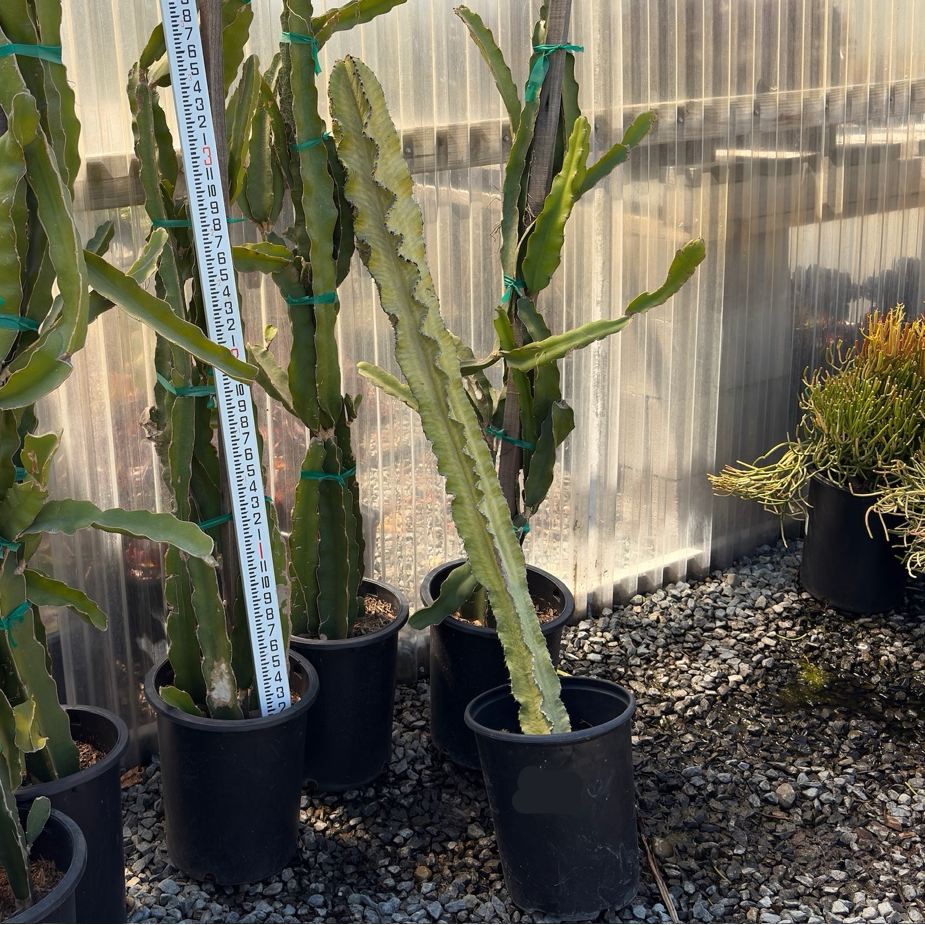 Candelabra Spurge