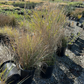 Canyon Prince Lyme Grass