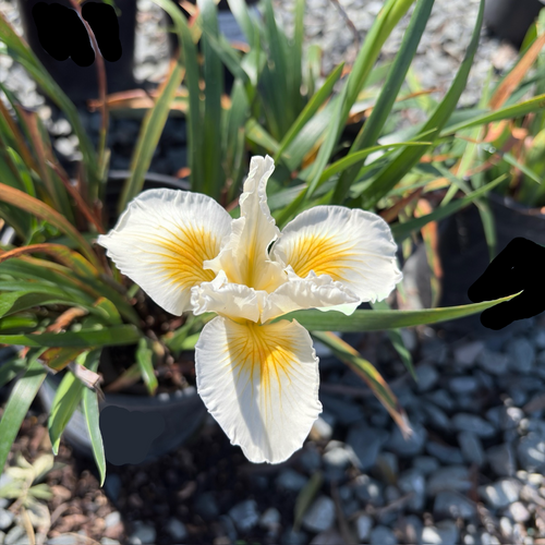 Canyon Snow Pacific Coast Hybrid Iris