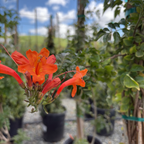Cape Honeysuckle