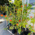 Cape Honeysuckle