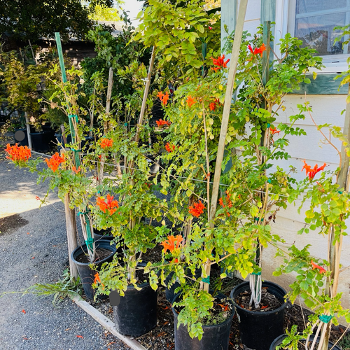 Cape Honeysuckle